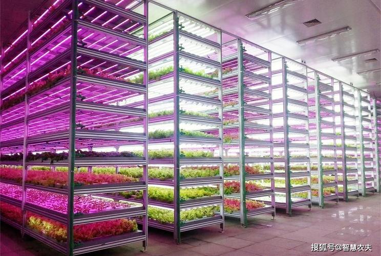 不靠阳光不用土,产量提高40倍,这样的高科技种菜方式你见过吗?